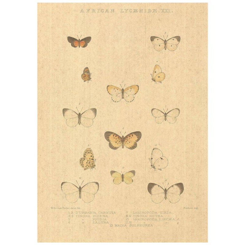 Flax Art Poster | Encyclopedia Butterfly C | FWP-AP-EN2C